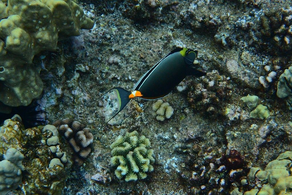 Nikon 1 AW1 specs and prices. Nikon 1 AW1 comparison with rivals.