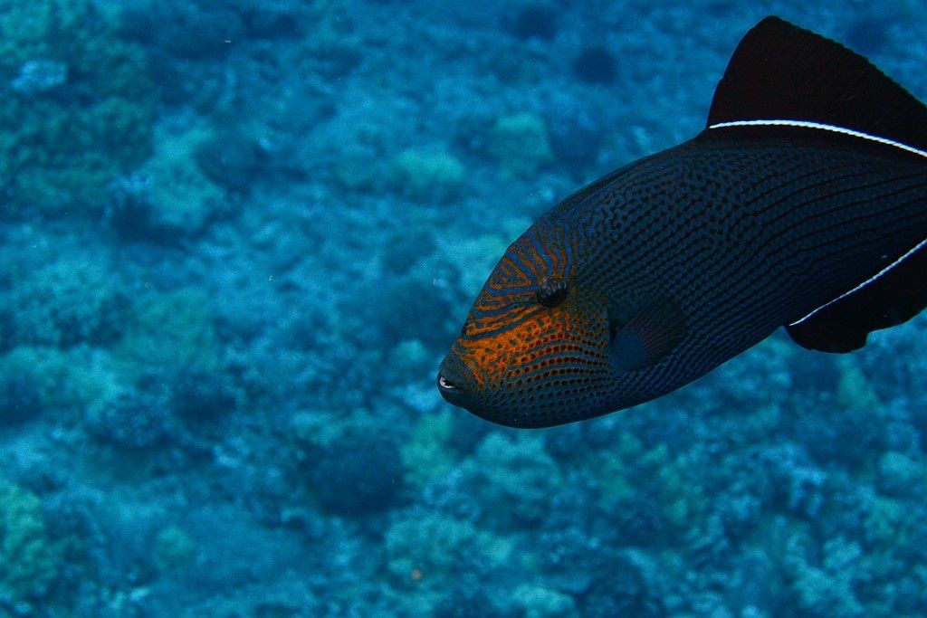 Nikon 1 AW1 specs and prices. Nikon 1 AW1 comparison with rivals.