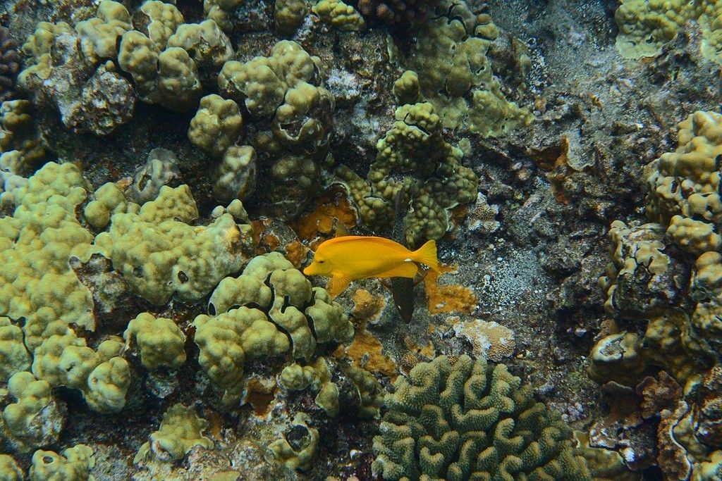 Nikon 1 AW1 specs and prices. Nikon 1 AW1 comparison with rivals.