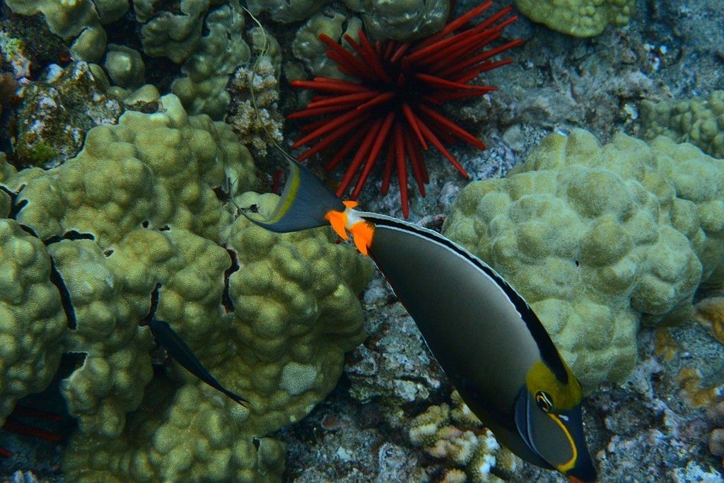 Nikon 1 AW1 specs and prices. Nikon 1 AW1 comparison with rivals.