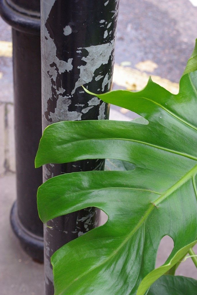 Pentax Km (K2000) specs and prices. Pentax Km (K2000) comparison with