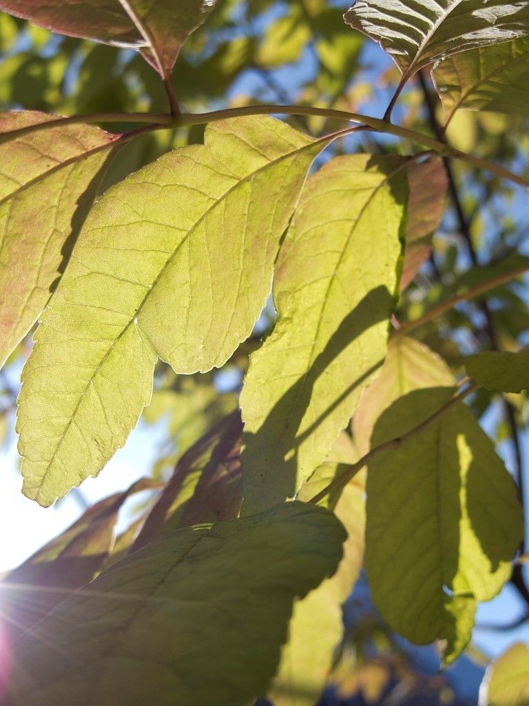 Pentax Q specs and prices. Pentax Q comparison with rivals.